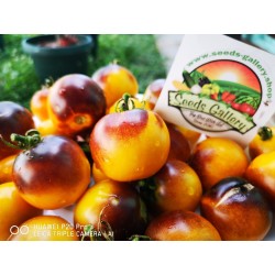Wagner Blue Yellow Tomato Seeds 2.25 - 4