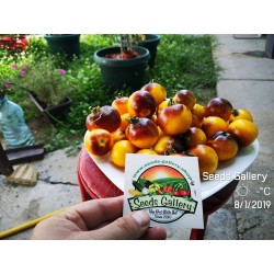 Wagner Blue Yellow Tomato Seeds 2.25 - 8