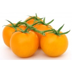 GOLD NUGGET Tomato Yellow Cherry Seeds 1.85 - 1