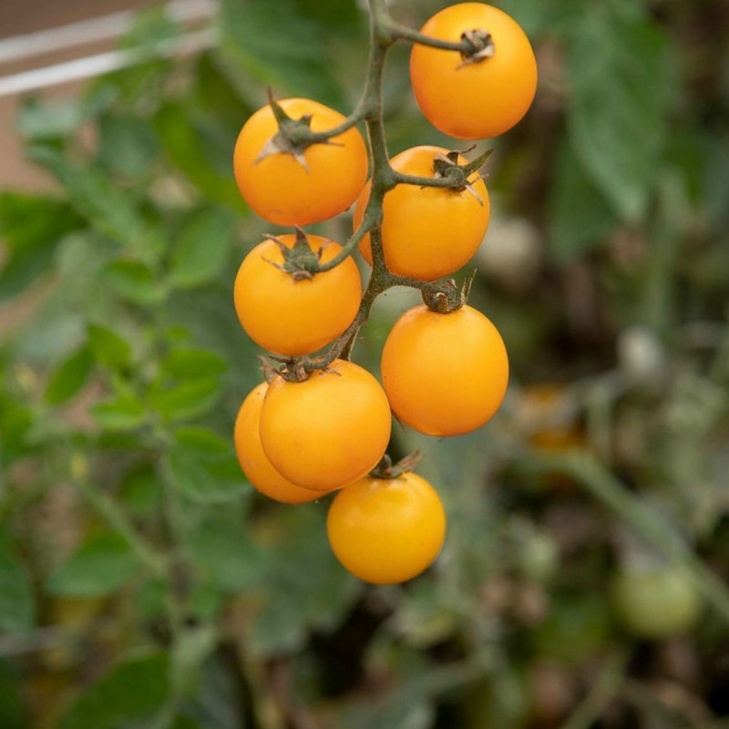Sementes de tomate GOLD NUGGET 1.85 - 2
