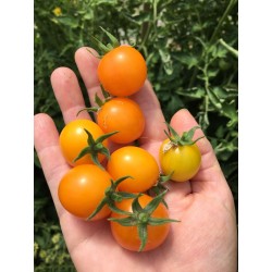 GOLD NUGGET Tomato Yellow Cherry Seeds 1.85 - 3