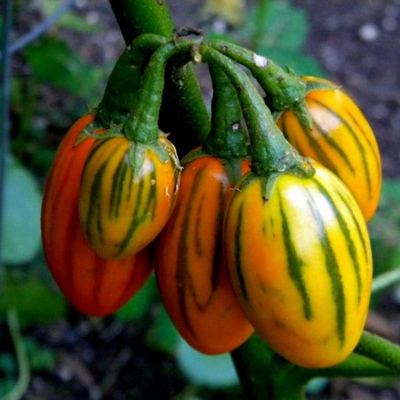 Graines de Aubergines STRIPED TOGA | 2,25 €