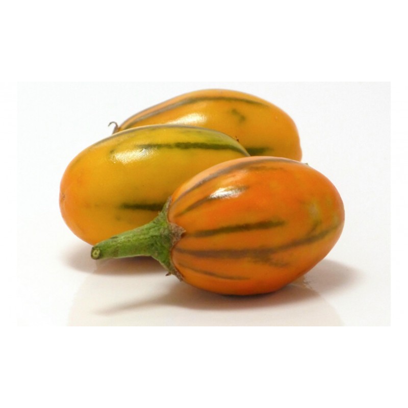 Graines de Aubergines STRIPED TOGA | 2,25 €