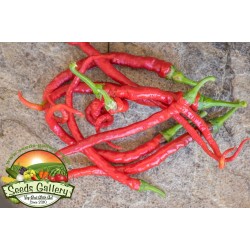 Sweet Chili Seeds PITON - PYTHON 1.65 - 4