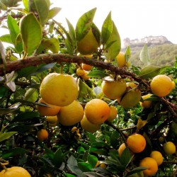 Semi di Arancione CHINOTTO (citrus myrtifolia) 6 - 4