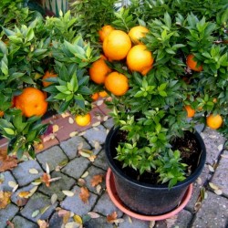 CHINOTTO - Myrtle Leaved Orange Tree Seeds 6 - 5
