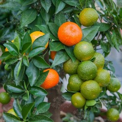 CHINOTTO Orange Frön (citrus myrtifolia) 6 - 6