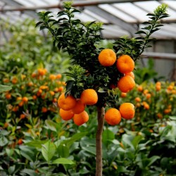 CHINOTTO - Myrtle Leaved Orange Tree Seeds 6 - 9