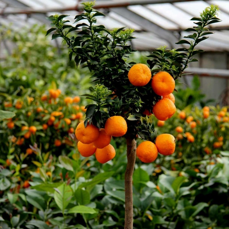 Semi di Arancione CHINOTTO (citrus myrtifolia) 6 - 9