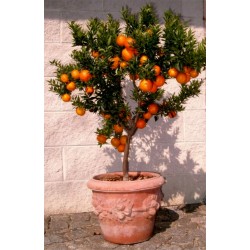CHINOTTO Orange Frön (citrus myrtifolia) 6 - 7