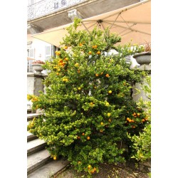 CHINOTTO Orange Frön (citrus myrtifolia) 6 - 8