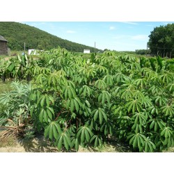 10 Seeds Of Cassava Seeds Manihot Esculenta Tree 