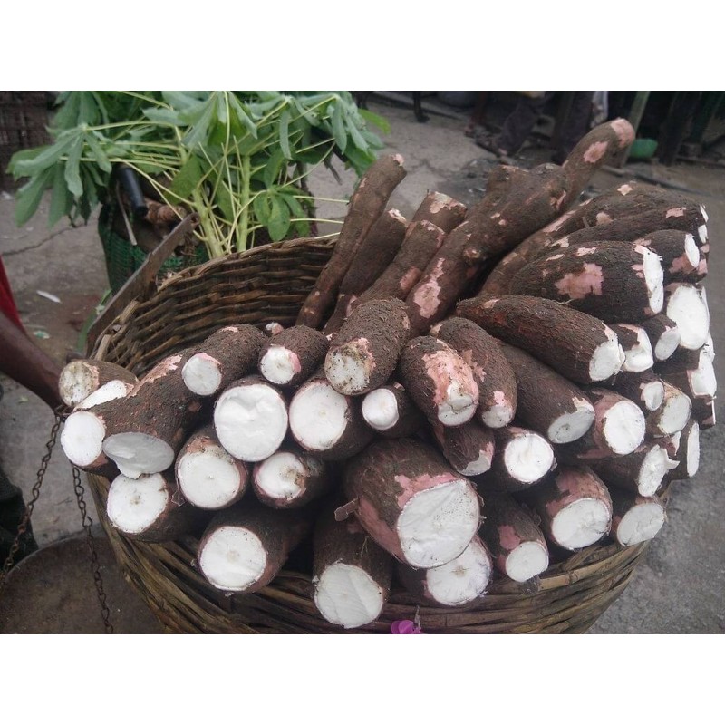 Semi di Manioca, Cassava, Yuca (Manihot esculenta) | 7,00 €