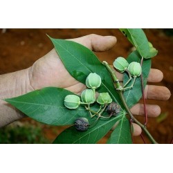 Yuca, Cassava, Maniok Samen (Manihot esculenta) 3 - 5