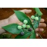 Tapioka Seme (Manihot esculenta) | 7,00 €