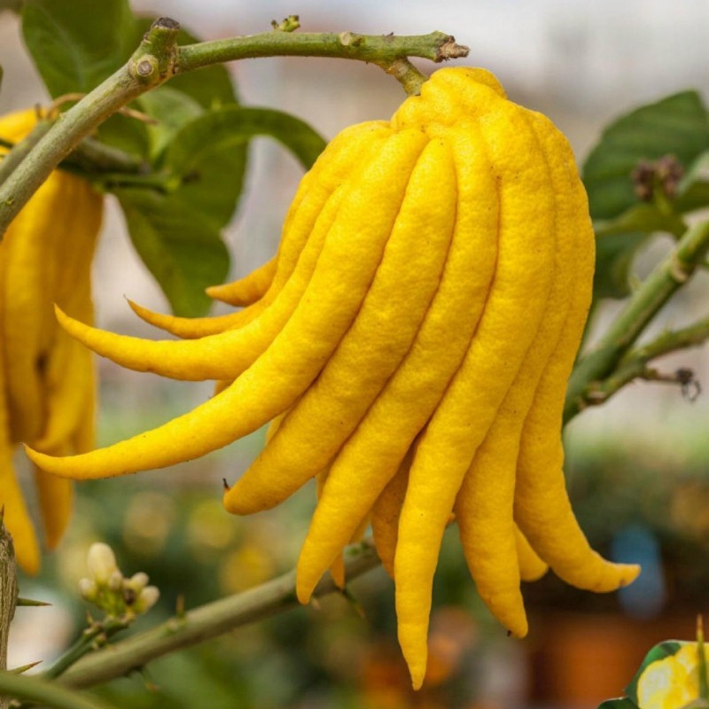 Buddha's hand Seeds (Citrus medica var. sarcodactylis) السعر €2.50