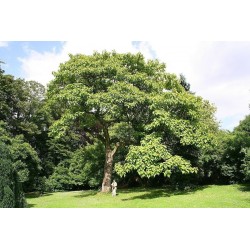 500 Frön Kejsarträd (Paulownia tomentosa) 9 - 1