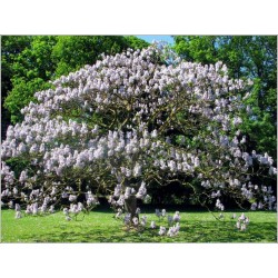 500 Samen Kaiserbaum (Paulownia Tomentosa) 9 - 3