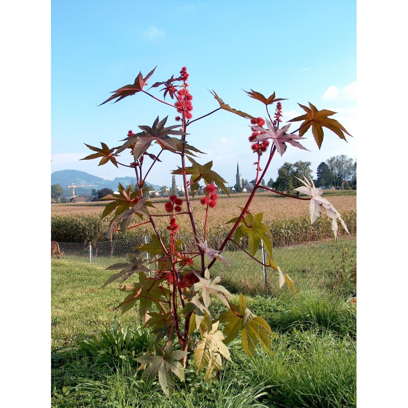 Ricinus communis Seme | 1,85 €