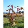 Ricinus communis Seme | 1,85 €