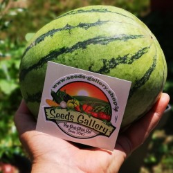 Mini Wassermelone Sugar Baby Samen 2.25 - 2