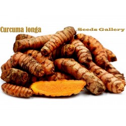 Turmeric Live Rhizomes - spice (Curcuma longa) 3.95 - 6