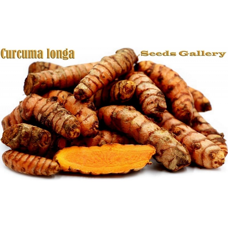 CURCUMA LONGA Rhizome Spezia (Curcuma longa) 3.95 - 6