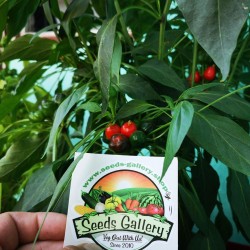 Семена West Virginia Pea Красный перец 1.55 - 6