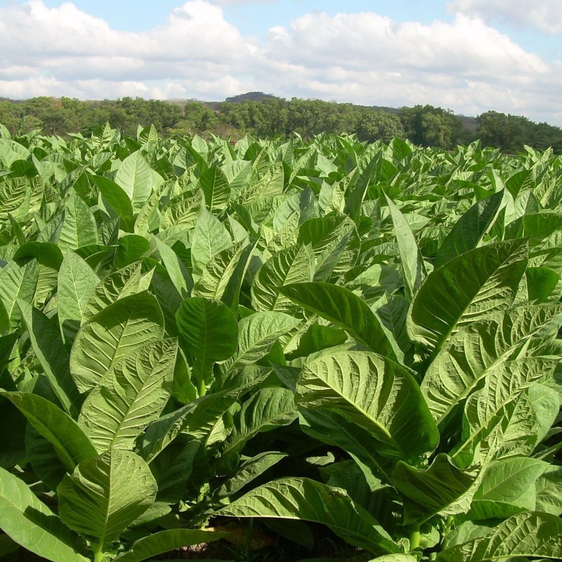 C. Criollo 98 Tobacco Seeds | 2,50 €