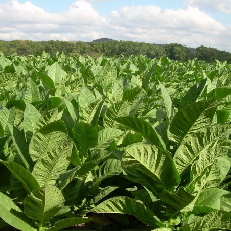 C. Criollo 98 Tobacco Seeds | 2,50 €