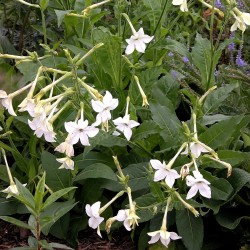 Jasmine Tobacco, Flowering Tobacco Seeds 2 - 2
