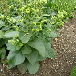Bauern-Tabak  Rundblatt-Tabak Samen (Nicotiana rustica) 1.9 - 2