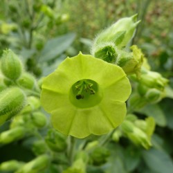 Bauern-Tabak  Rundblatt-Tabak Samen (Nicotiana rustica) 1.9 - 3
