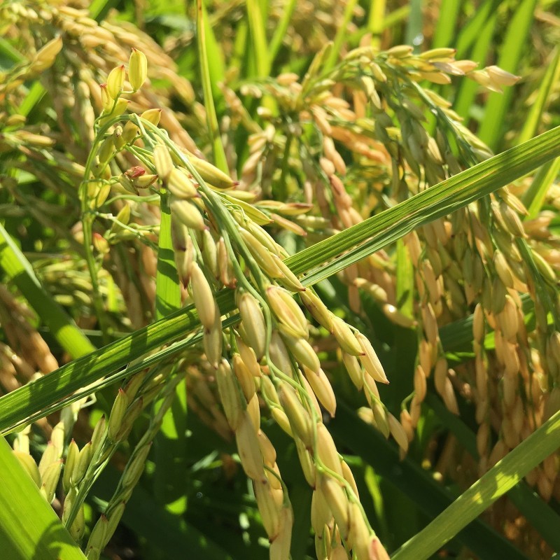 Price: €2.45 - Brown Aromatic, Jasmine Rice Seeds Heirloom Non-Gmo -  - 2