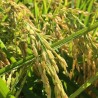 Price: €2.45 - Jasmine Ris Frö -  - 2
