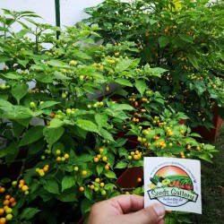 Charapita Τσίλι – πιπέρι σπόροι 2.25 - 15