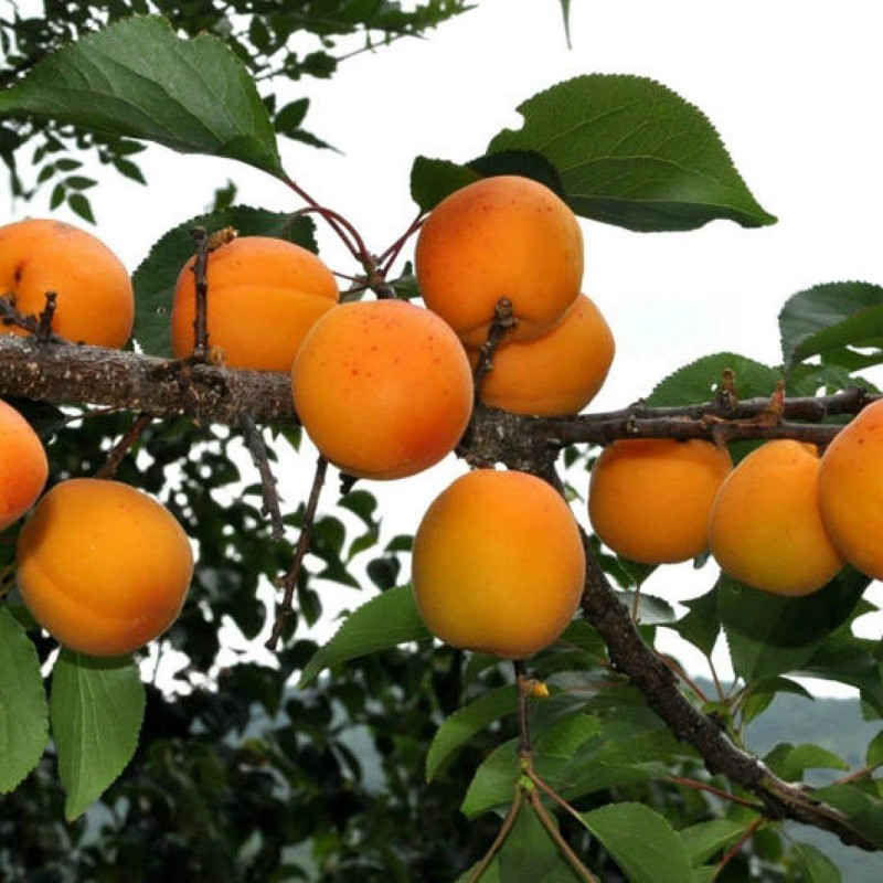 Manchurian Apricot Seeds Prunus Armeniaca
