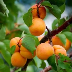 Manchurian Apricot Seeds Prunus Armeniaca 4.5 - 3