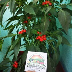 Семена West Virginia Pea Красный перец 1.55 - 7
