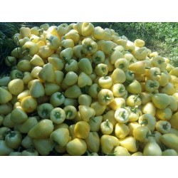 Καυτερή πιπεριά σπόρους Somborka 1.85 - 8