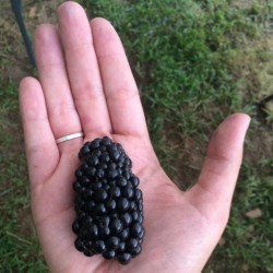 100Pcs Samen Brombeere Blackberry Himbeere Samen Früchte Samen Obstsamen Saatgut 