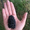 Giant Blackberry Seeds (Rubus fruticosus) | €1.85