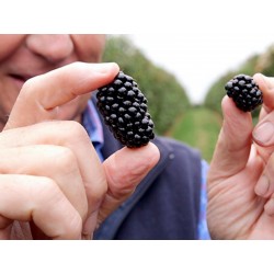 Blackberry 1000 bulk seeds Healthy native fruit berries. Rubus Fruticosus