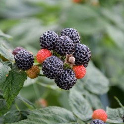 Graines de Framboisier Noir (Rubus occidentalis) 1.55 - 2