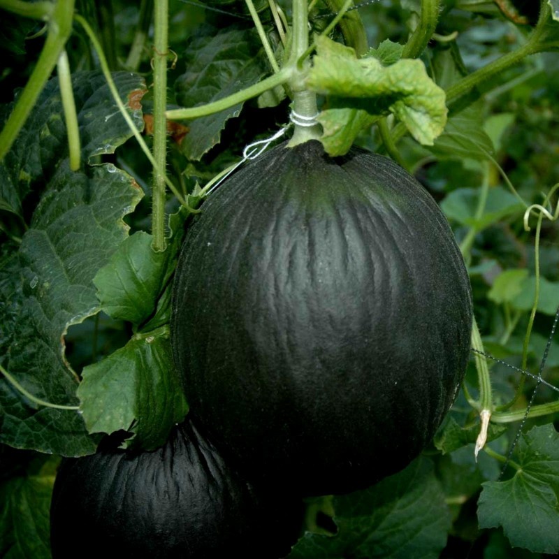 Black Melon Seeds 2.45 - 4