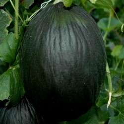 Svart Melon frön 2.45 - 3