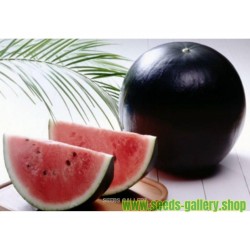 Schwarze Wassermelone super süss Samen!