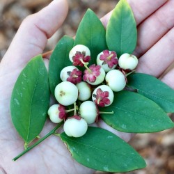 Katuk, Star Gooseberry, Sweet Leaf Frö (Sauropus androgynus) 2.75 - 1