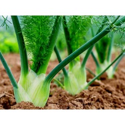 FLORENCE Fennel Seeds large bulbs 1.85 - 2