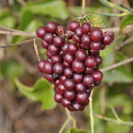 Σπόροι Aρκουδόβατος (Smilax Aspera) | 2,50 €